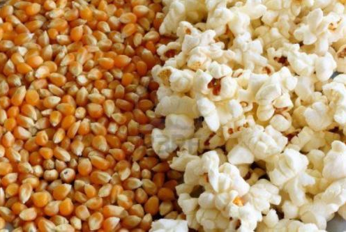 Pop corn corn
