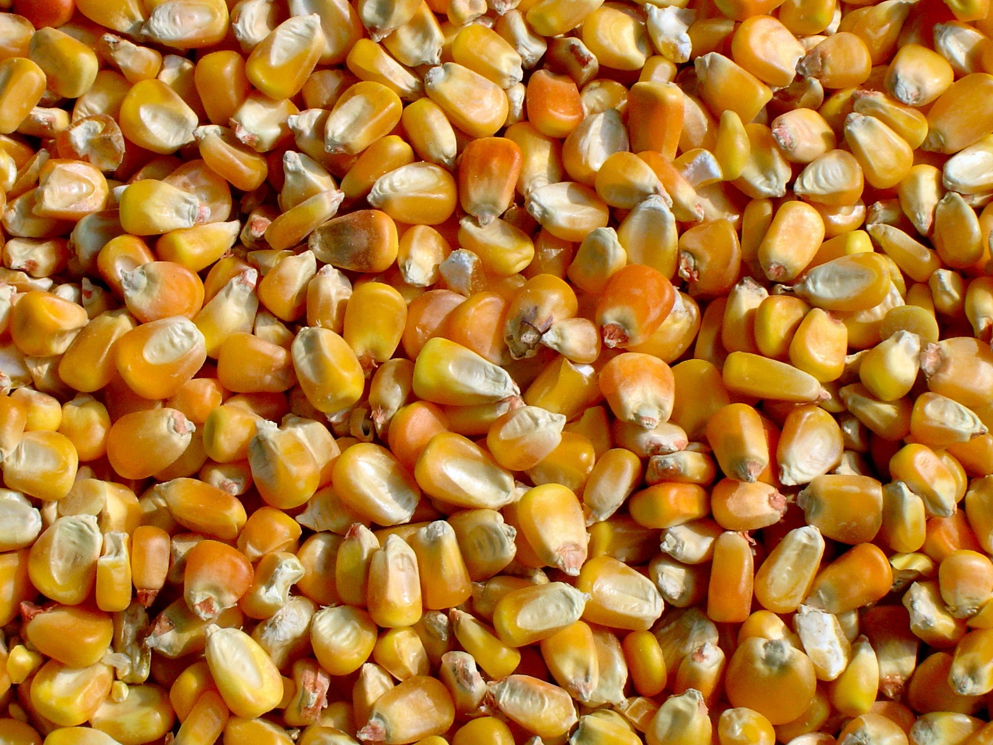 Corn, beans