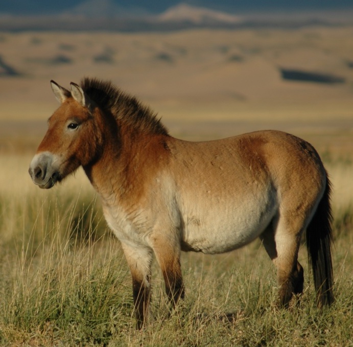 EQUUS<br /><span>Cai Sălbatici</span>