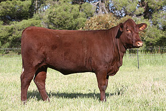 Bovine, animalele de reproducere