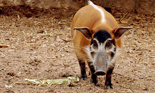 Warthogs, river hogs, black forest pig