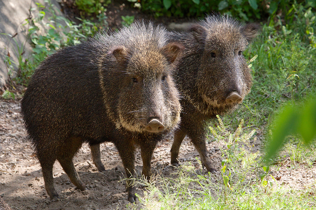 Peccary