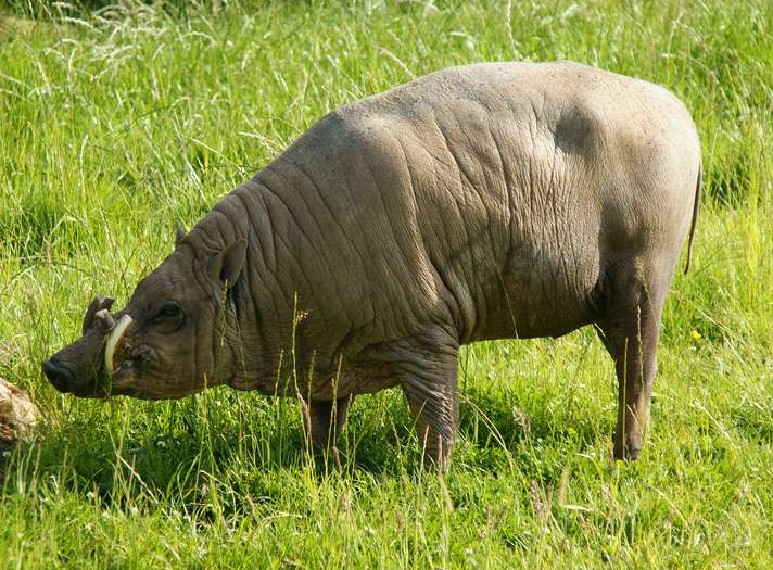 Babirusa