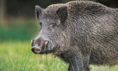 Porci sălbatici