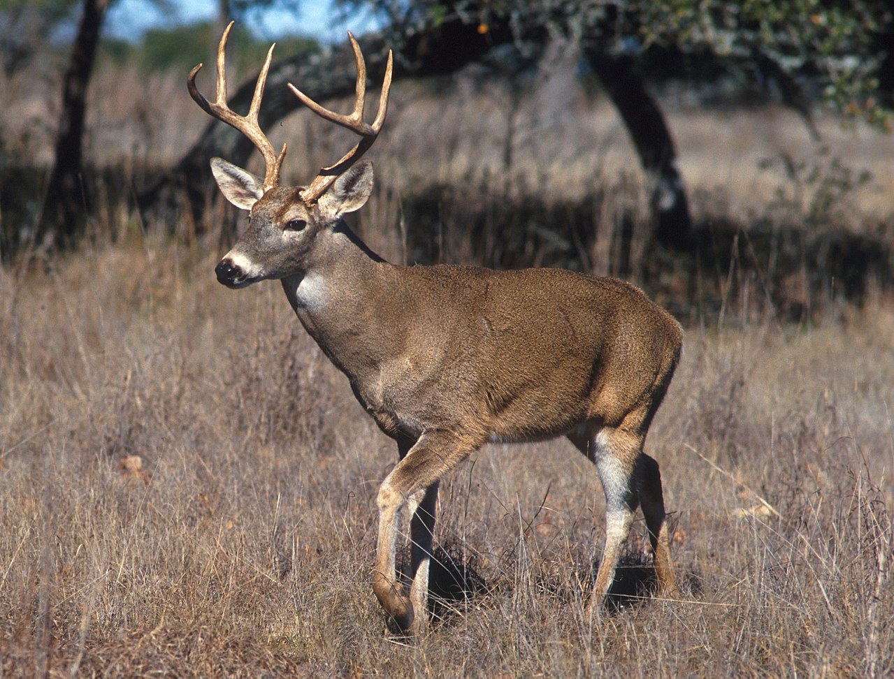 Cerbi, cerbi lopătari, căprioare, capre negre, elani, antilocapre, Hemitragus, antilope