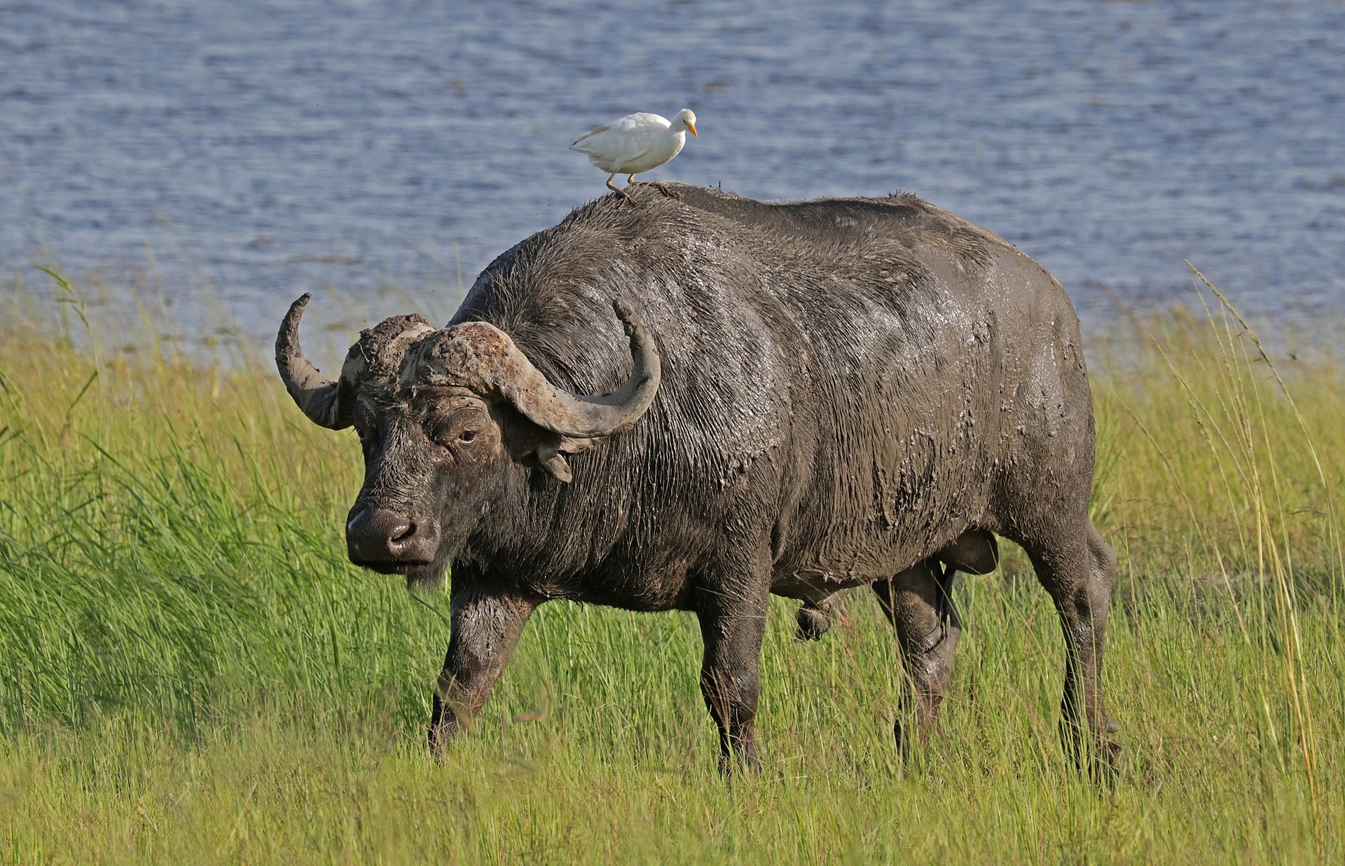 Bivol african