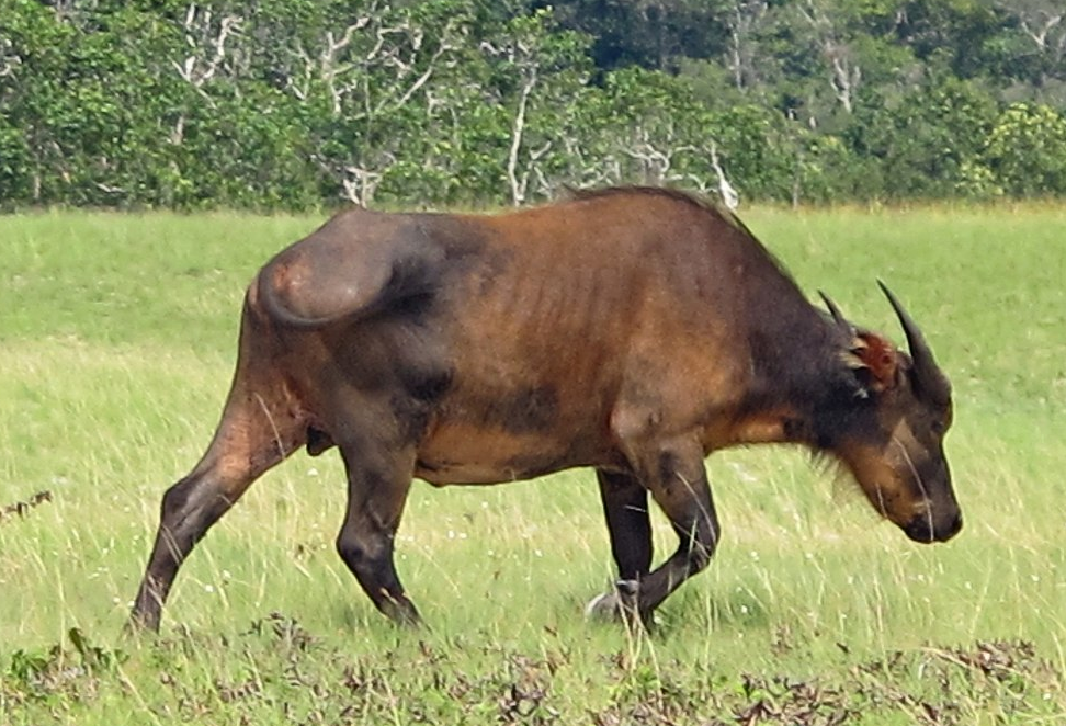 Bivol african de pădure