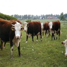 Hereford