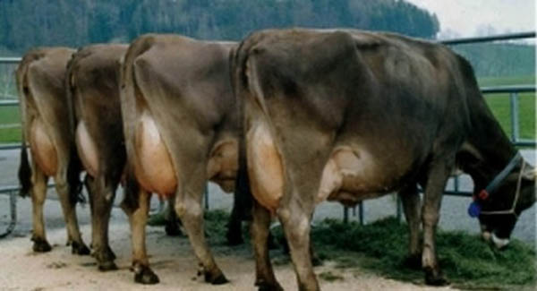 Brună