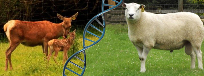Animal breeding, genetics