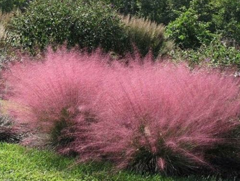 MUHLENBERGIA