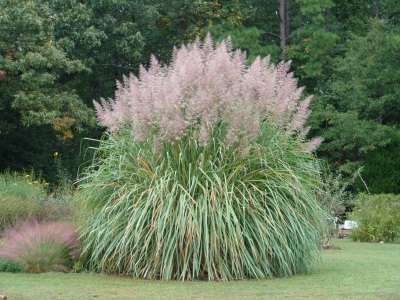SACCHARUM