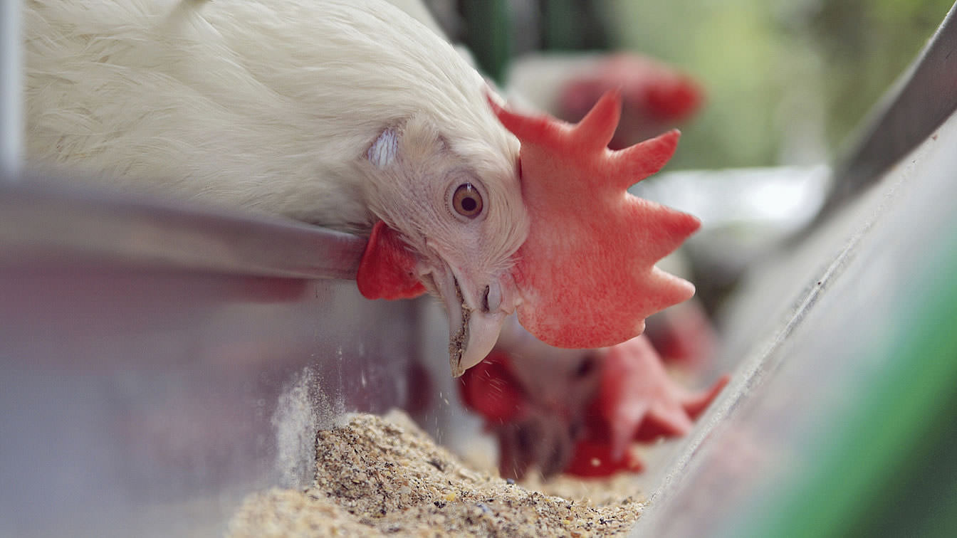 Industria hranei pentru animale