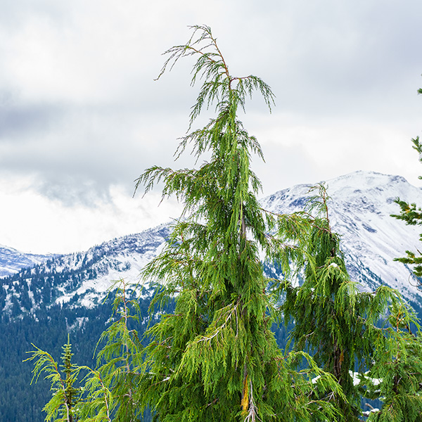 CHAMAECYPARIS<br /><span>Alaska Yellow-Cedar</span>
