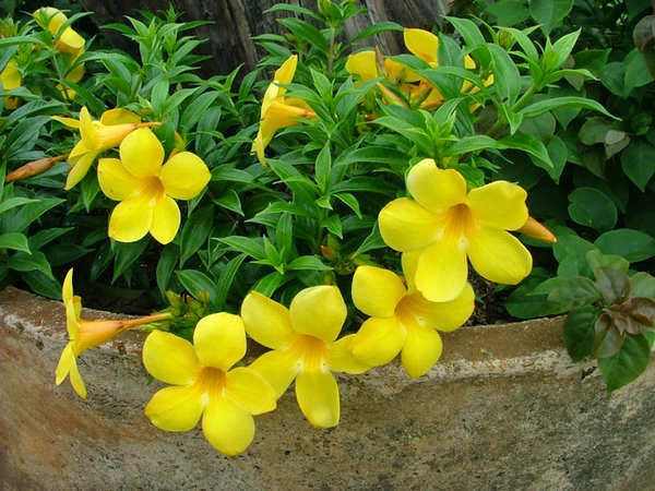 ALLAMANDA