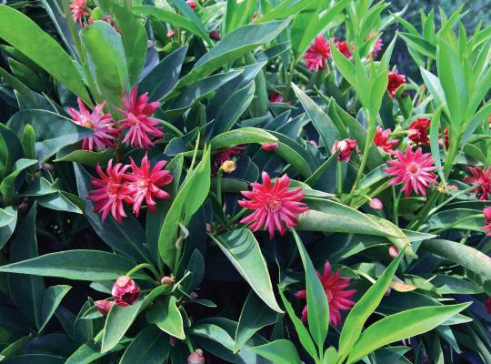 ILLICIUM<br /><span>Arbust De Anason</span>