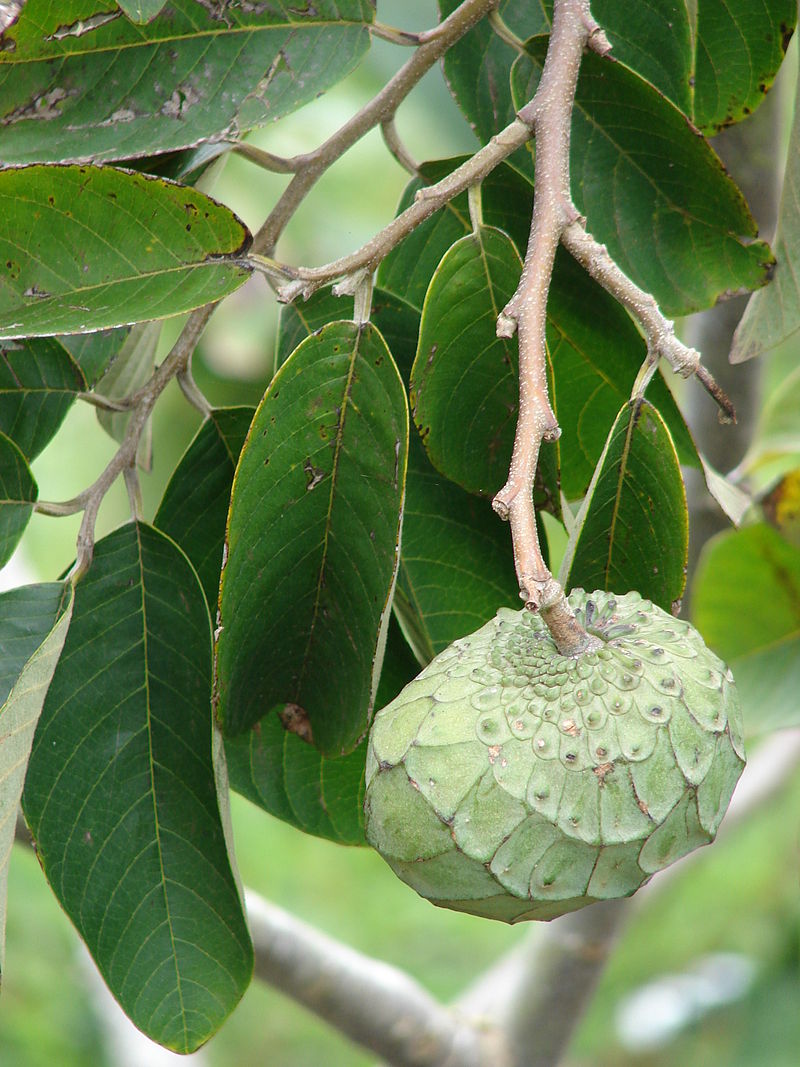 ANNONA