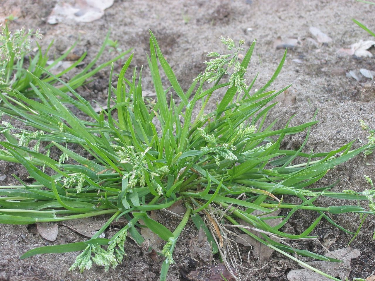 POA<br /><span>Annual Meadow Grass</span>