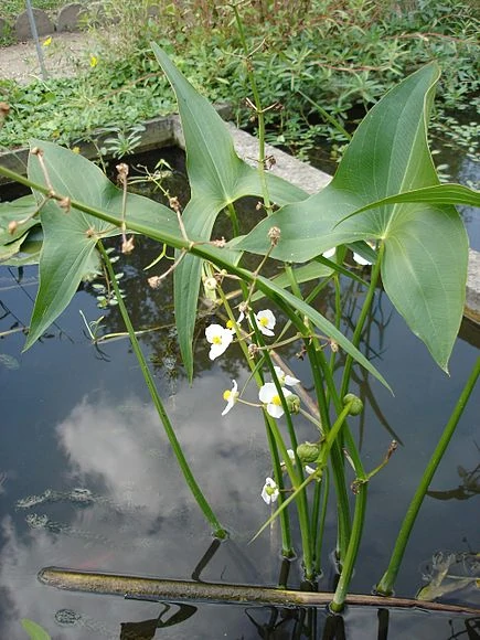 SAGITTARIA<br /><span>Arrowhead</span>