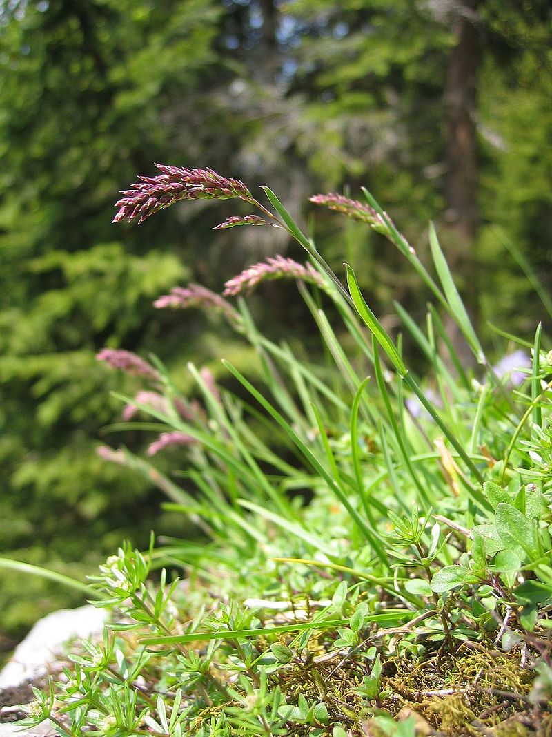 POA<br /><span>Iarba Pajiștilor</span>