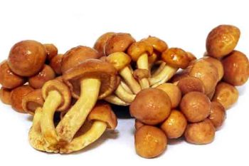 Nameko