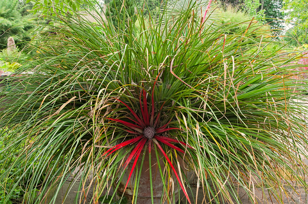 FASCICULARIA
