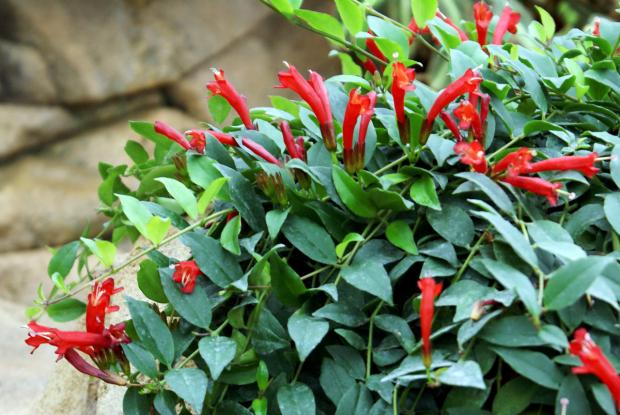 AESCHYNANTHUS