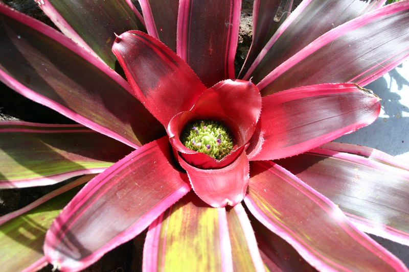 NEOREGELIA