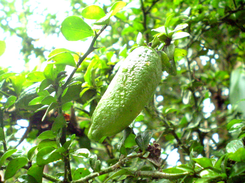 CITRUS<br /><span>Australian Finger-Lime</span>