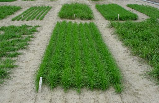 PASPALUM<br /><span>Bahia Grass</span>
