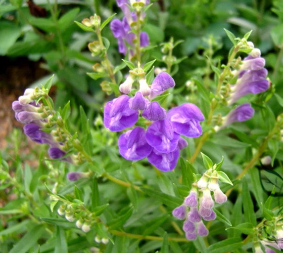 SCUTELLARIA<br /><span>Gura-Lupului Chinezească</span>