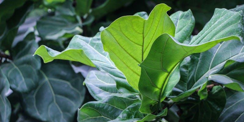 FICUS