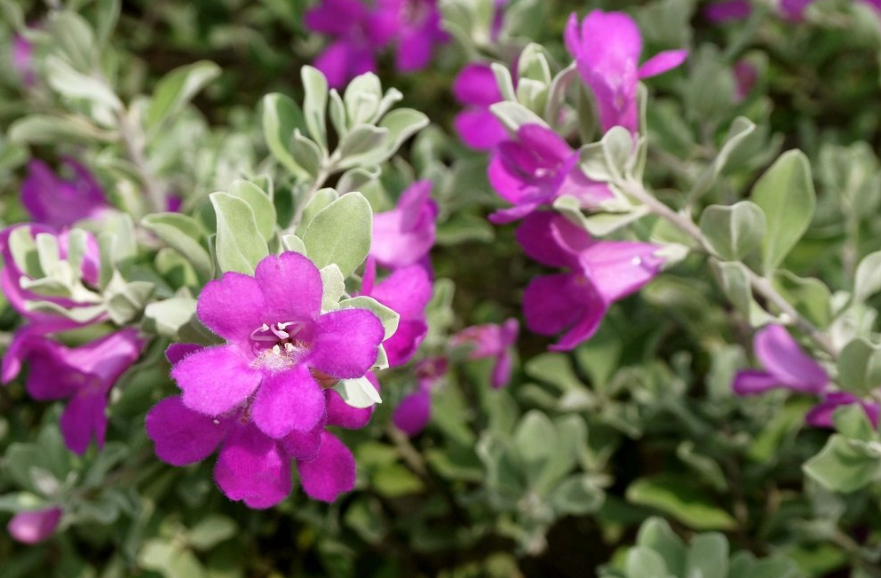 LEUCOPHYLLUM<br /><span>Salvie De Texas</span>