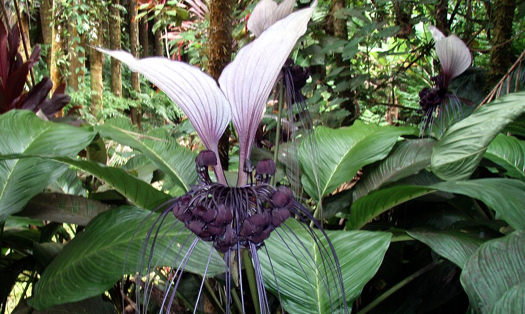 TACCA<br /><span>Bat Flower</span>