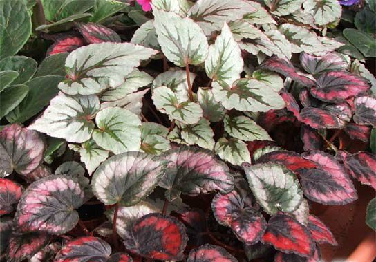BEGONIA<br /><span>Rex Begonia</span>