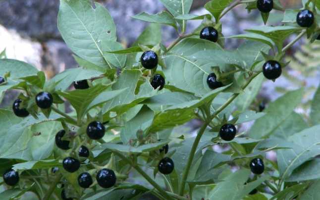 BIDENS<br /><span>Mătrăgună</span>