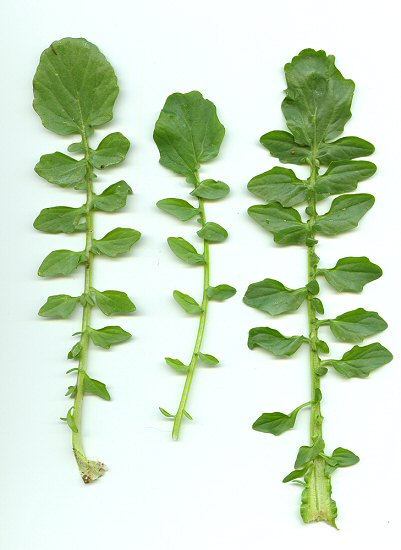 BARBAREA<br /><span>Creson Timpuriu</span>