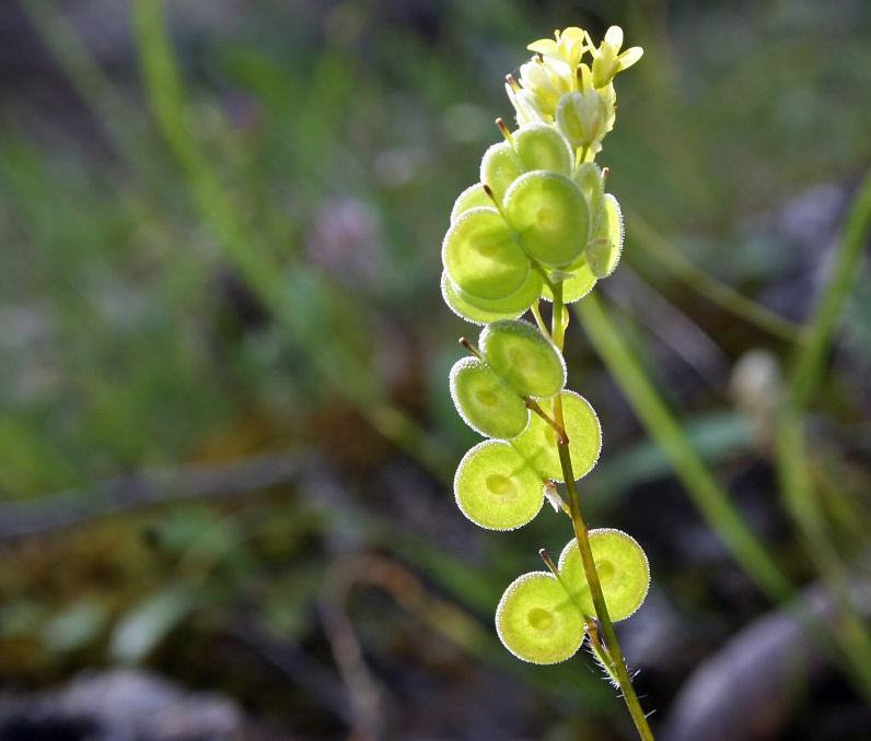BISCUTELLA