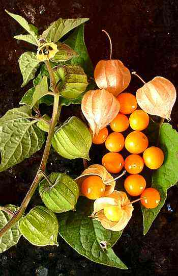 PHYSALIS<br /><span>Cireșe De Pământ</span>