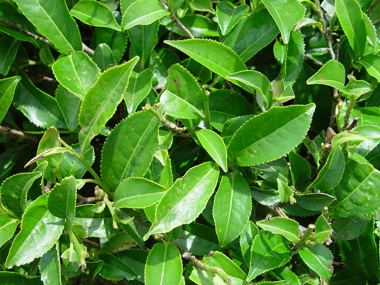 CAMELLIA<br /><span>Plantă De Ceai</span>
