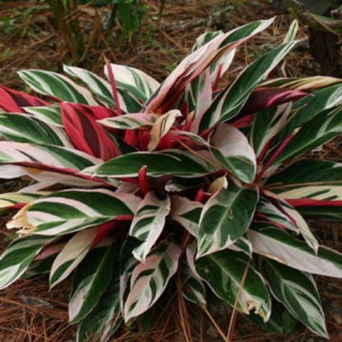 STROMANTHE