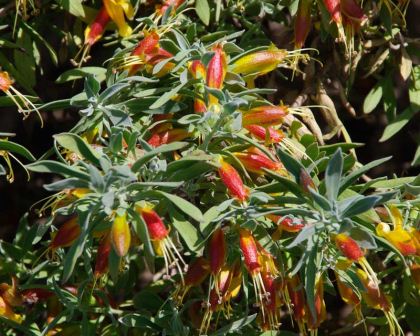EREMOPHILA