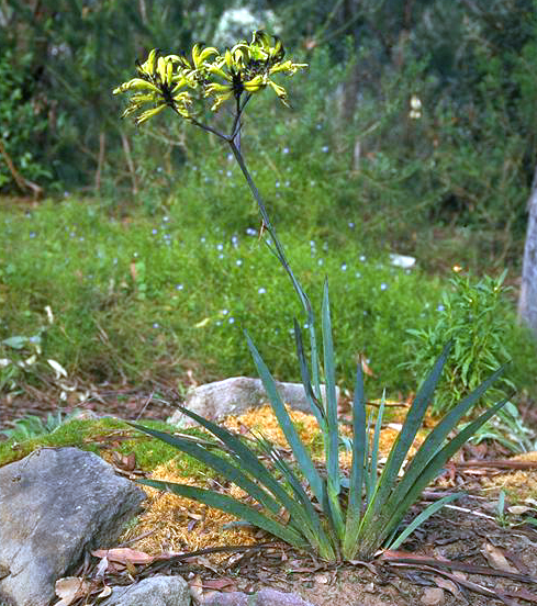 MACROPIDIA<br /><span>Black Kangaroo-Paw</span>