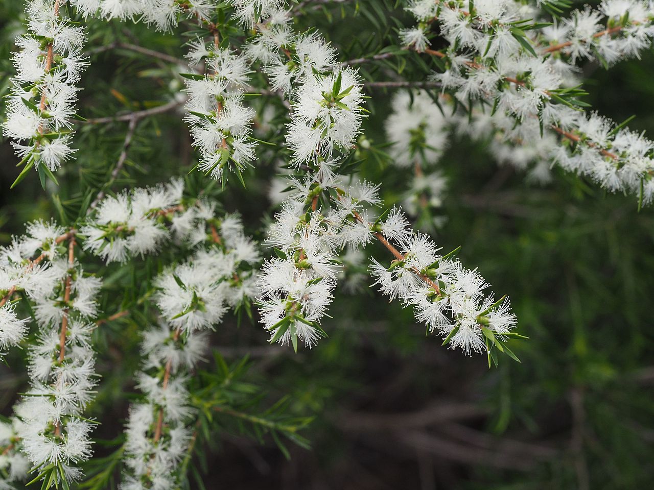 MELALEUCA<br /><span>Copac De Ceai</span>