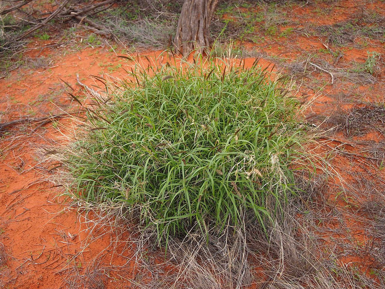 CENCHRUS<br /><span>Blue Buffalo Grass</span>