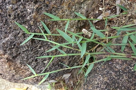 DIGITARIA<br /><span>Finger-Grass</span>
