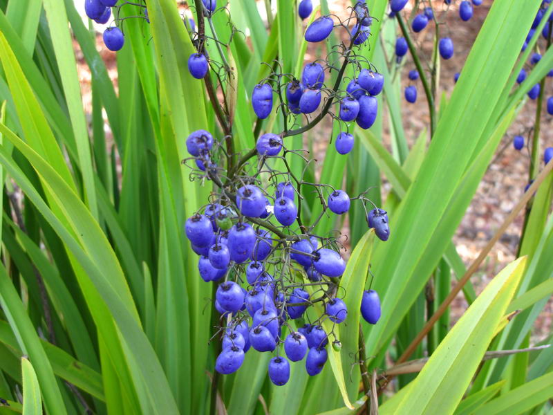 DIANELLA<br /><span>Blue Flax-Lily</span>