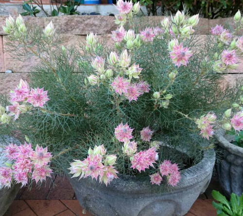 SERRURIA