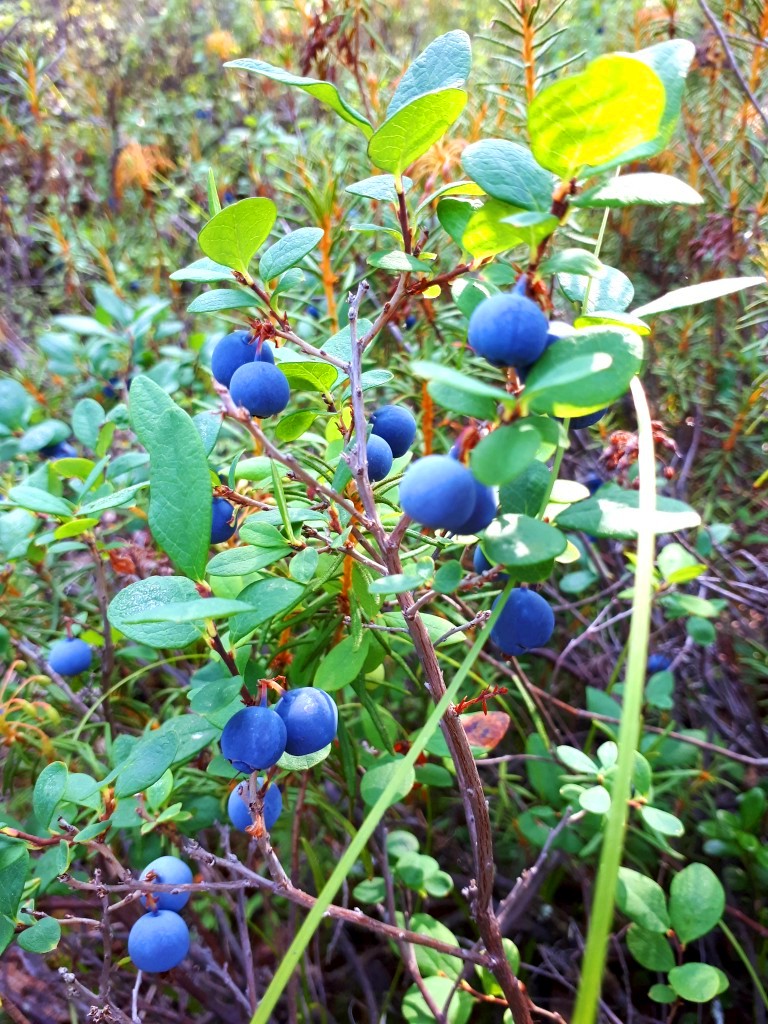 VACCINIUM<br /><span>Afin De Mlaștină</span>