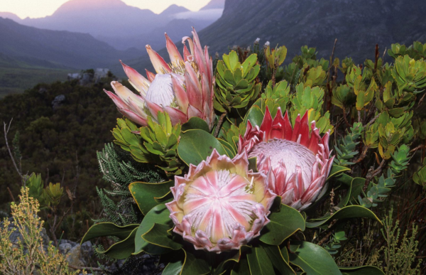 PROTEA